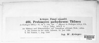 Protomyces pachydermus image